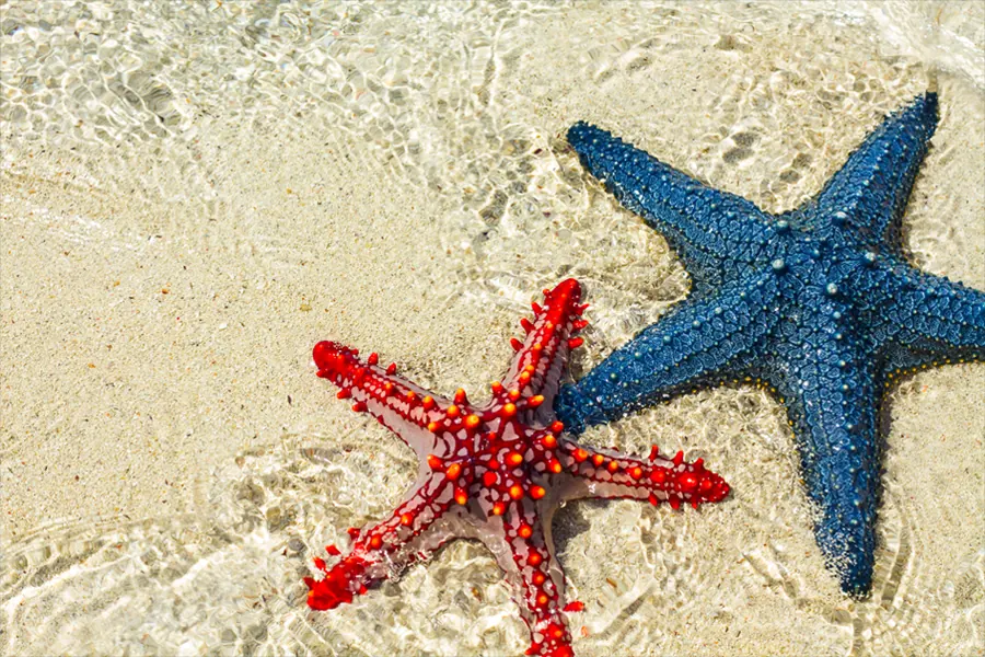 Starfish marine experience near Diani Beach